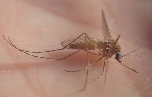 Réf. 346 725 : Culex sp.